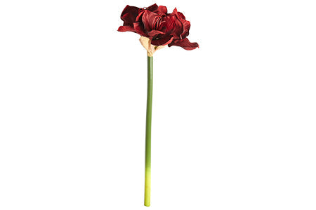 Amaryllis m/knop