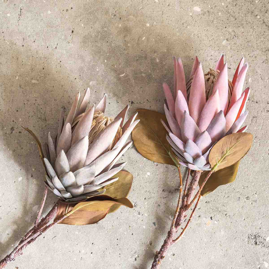 Protea-Stielblüte