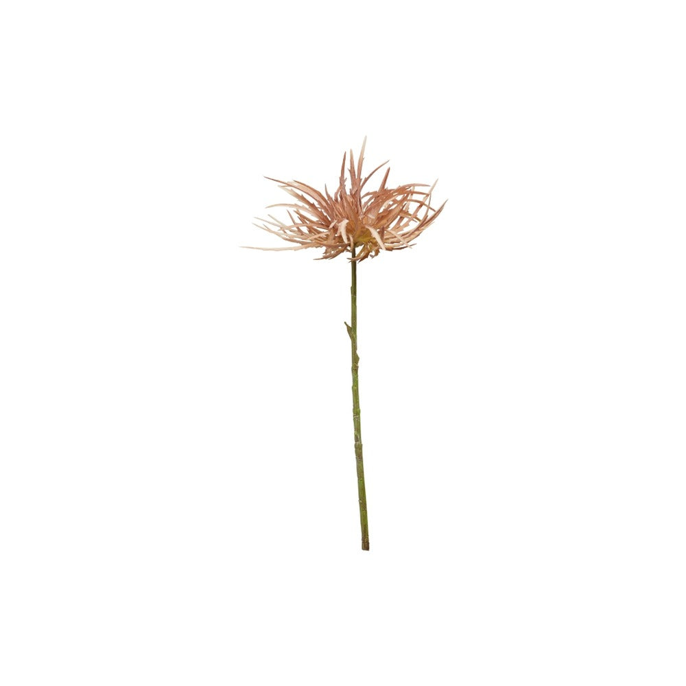 Krysantemum Stilk