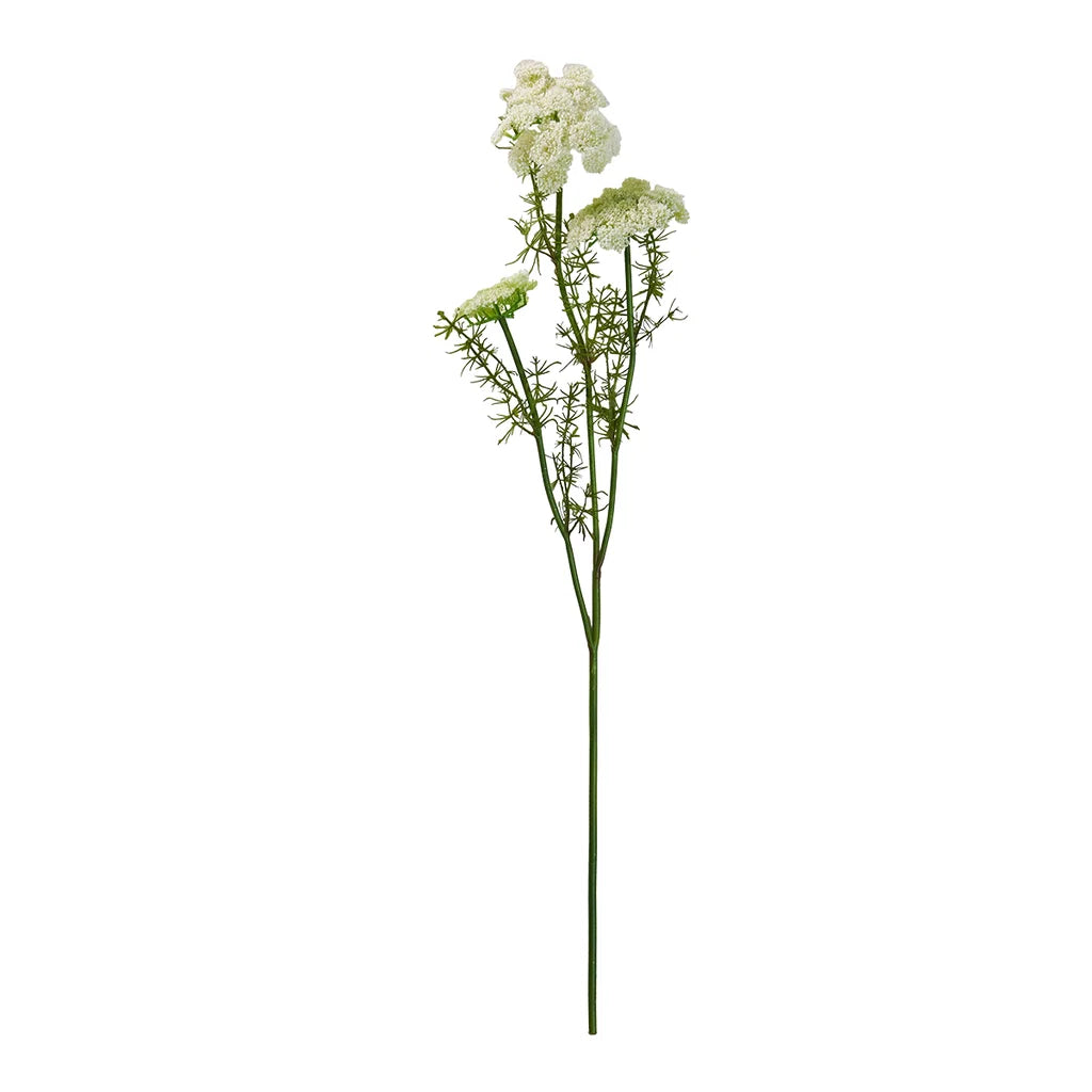 Vild Gulerod stilk - 73 cm