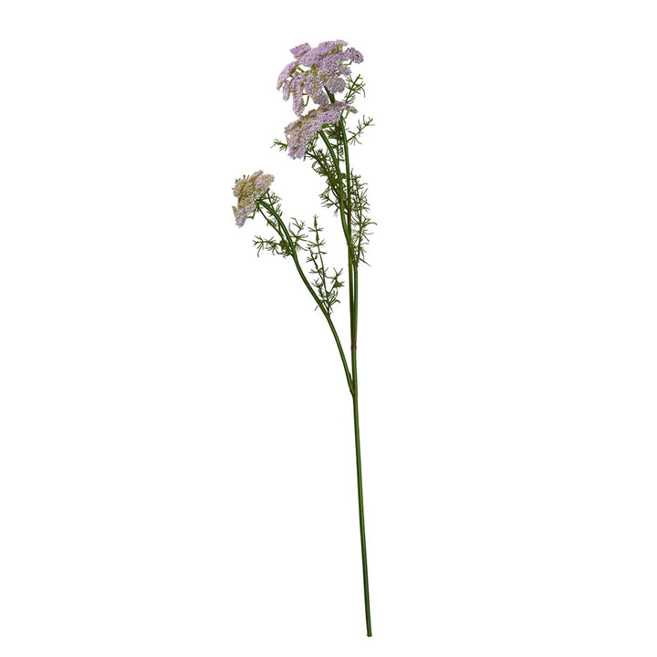 Vild Gulerod stilk - 73 cm