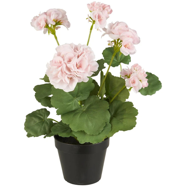 Pelargonie i potte rosa blomster