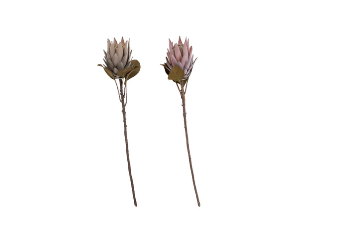 Protea stilk blomst