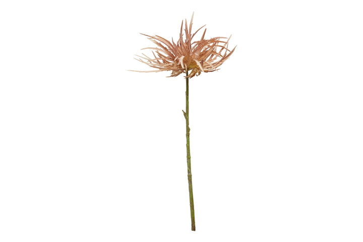 Chrysanthemum stem
